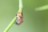 Cyclosa conica